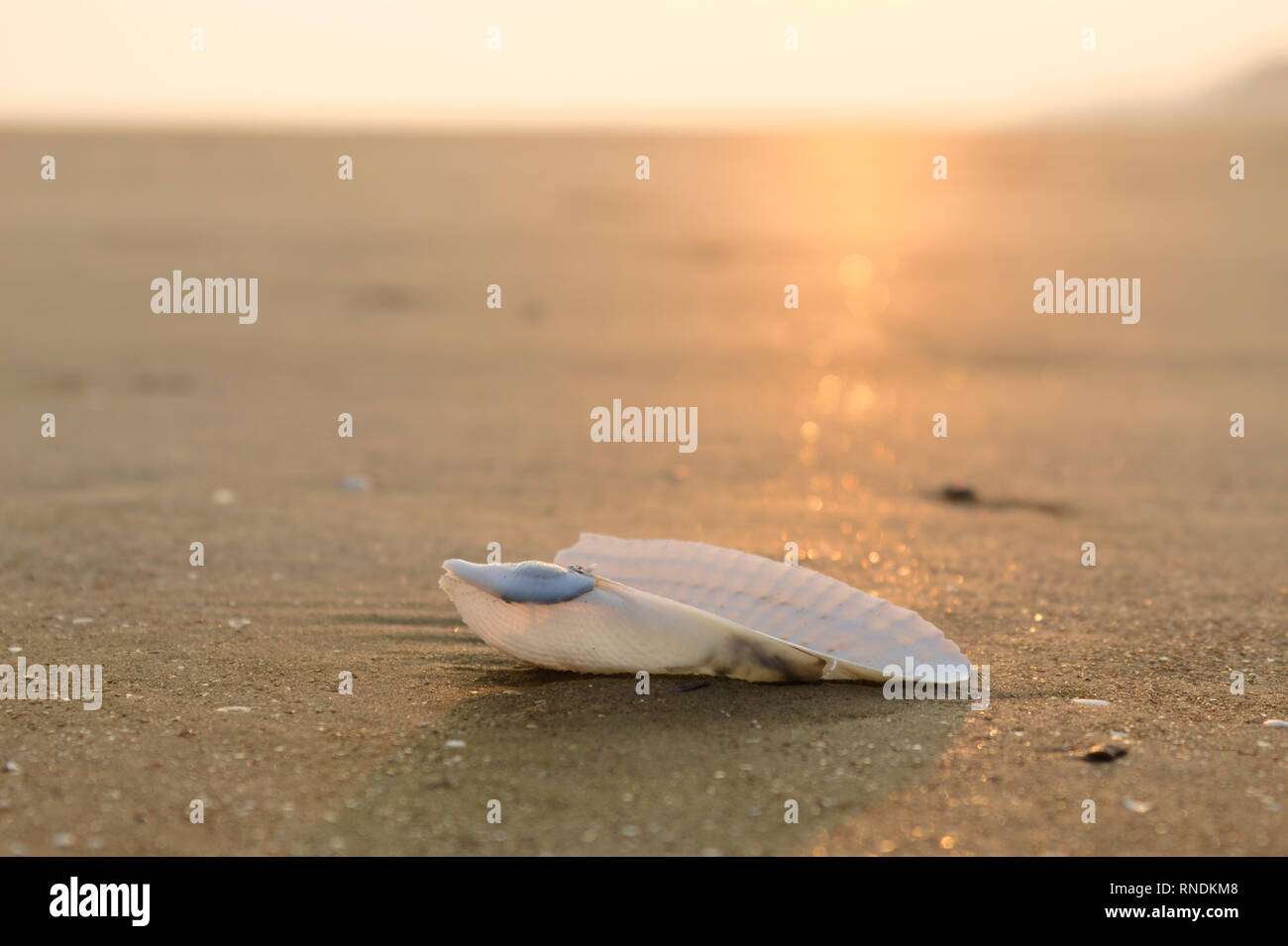 Sea beach photography hi-res stock photography and images - Alamy
