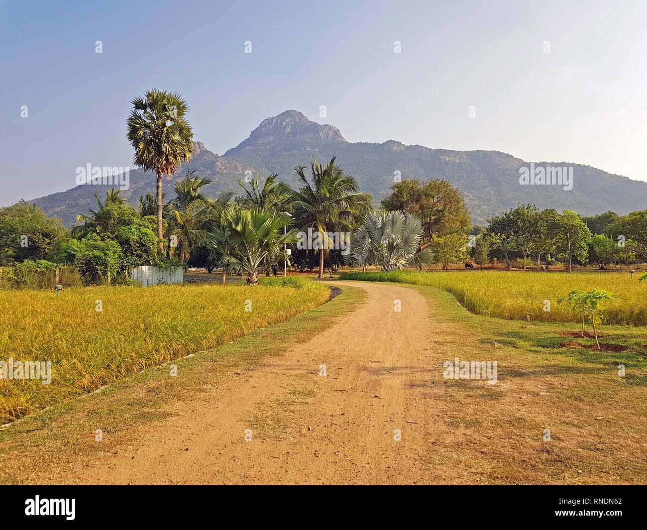 The mountain Arunachala in Tiruvannamalai Tamil Nadu India is referred to in the ancient scriptures as the oldest mountain on earth and modern researc Stock Photo