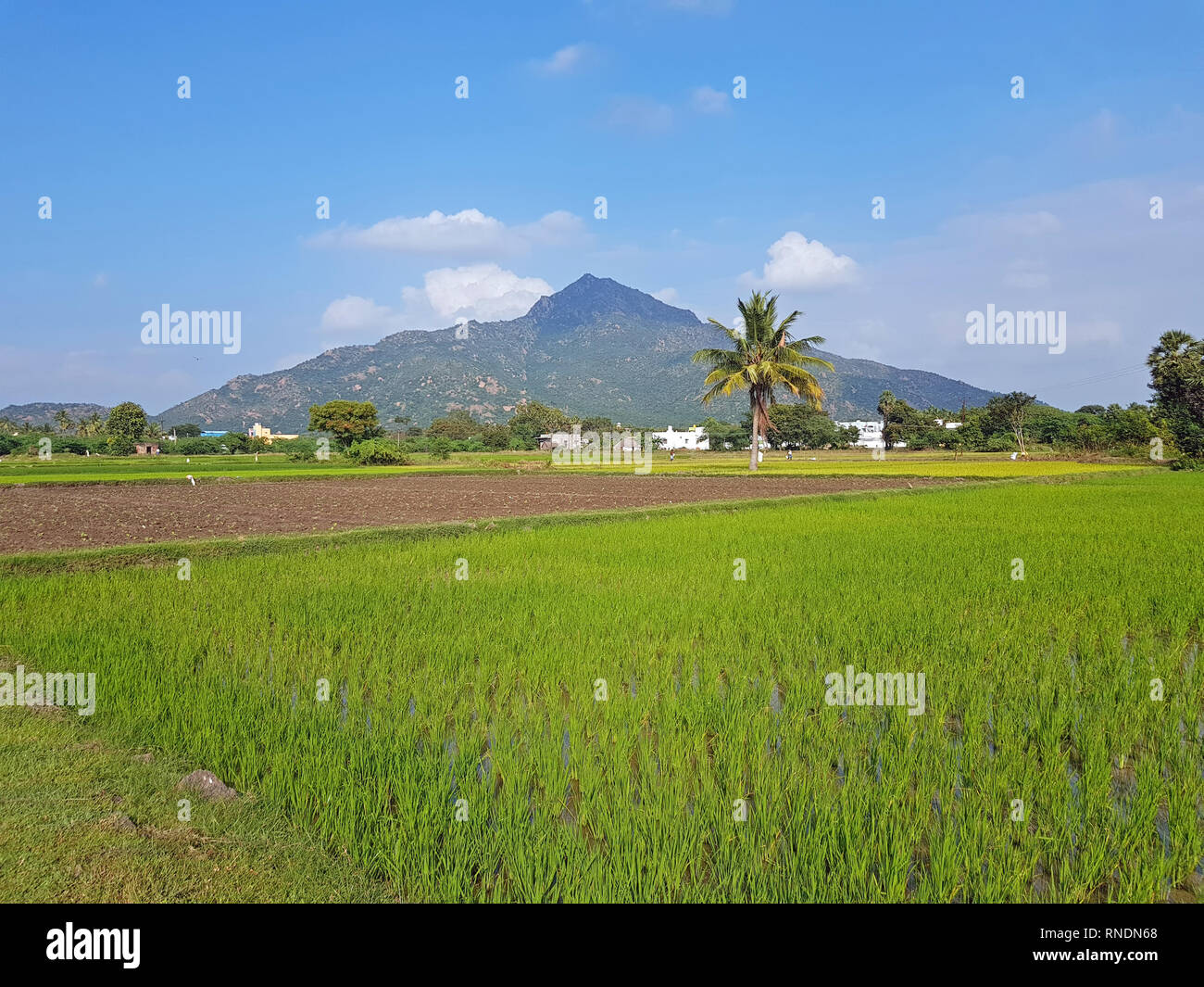The holy mountain Arunachala is referred to in the ancient scriptures as the oldest mountain on earth and modern research has confirmed that Arunachal Stock Photo