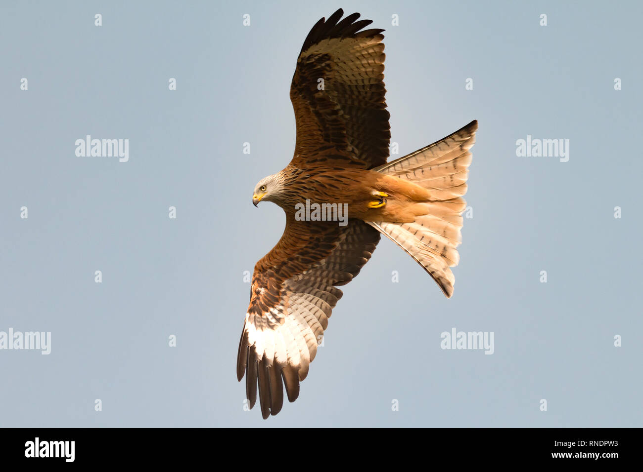Awesome bird of prey in flight with the sky of background Stock Photo