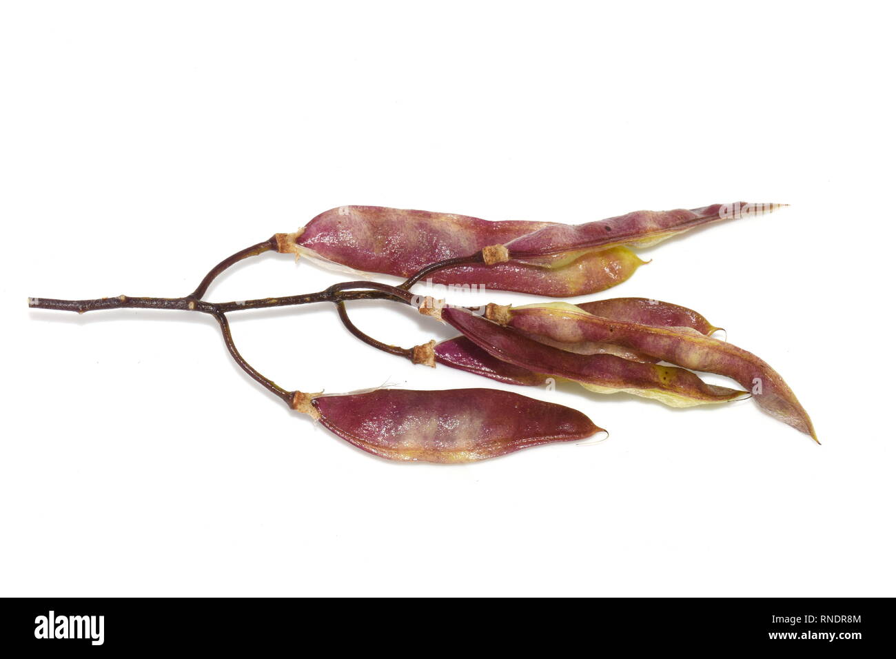 Seed from the very poisonous Golden chain tree Laburnum, anagyroides