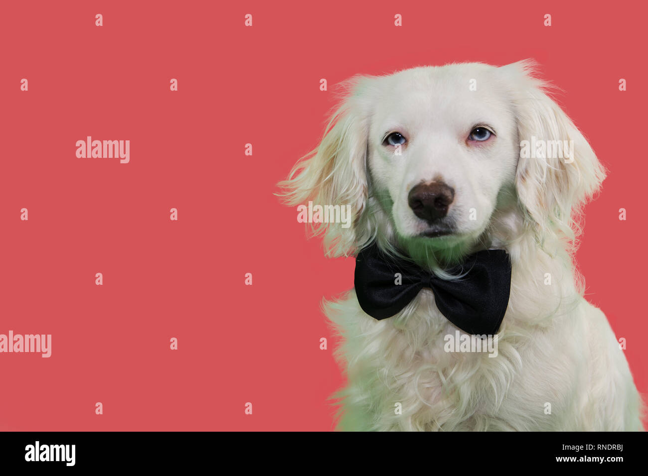 ELEGANT DOG WEARING A BLACK BOWTIE WITH BLUE COLORED EYES. ISOLATED STUDIO SHOT ON LIVING CORAL BACKGROUND. Stock Photo