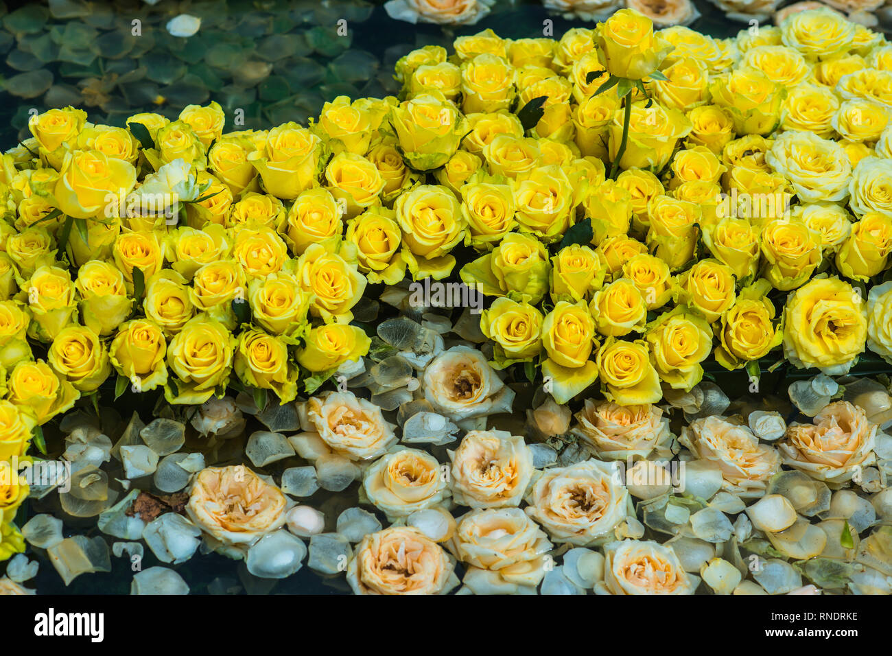 Spa composition with flower petals Stock Photo Alamy