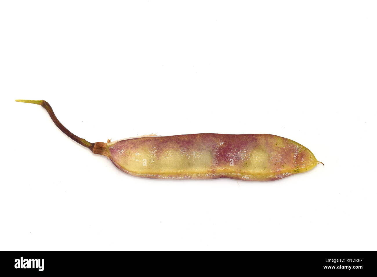 Seed from the very poisonous Golden chain tree Laburnum, anagyroides