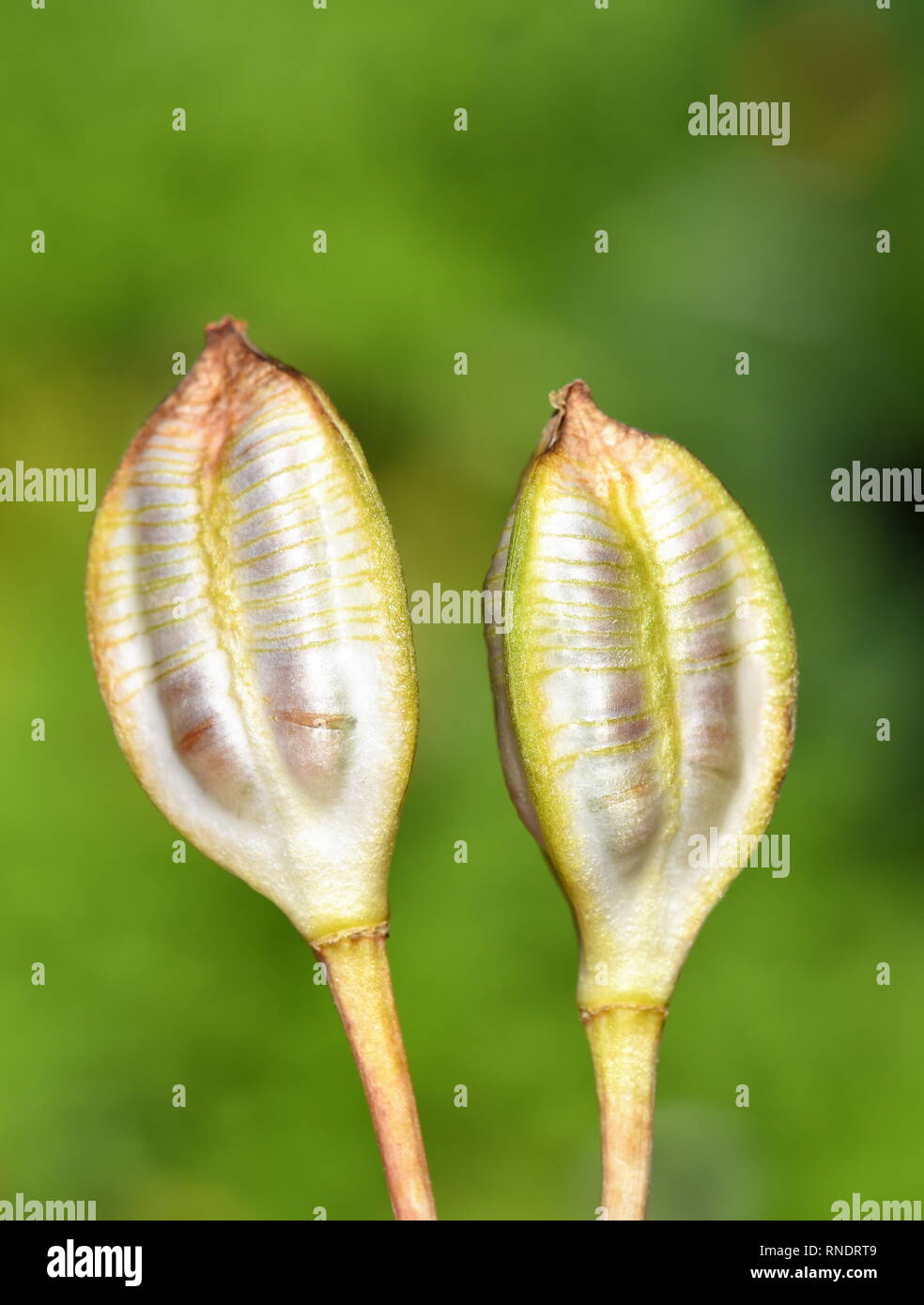 Seed capsules from a wild tulip Tulipa tarda on green background Stock Photo