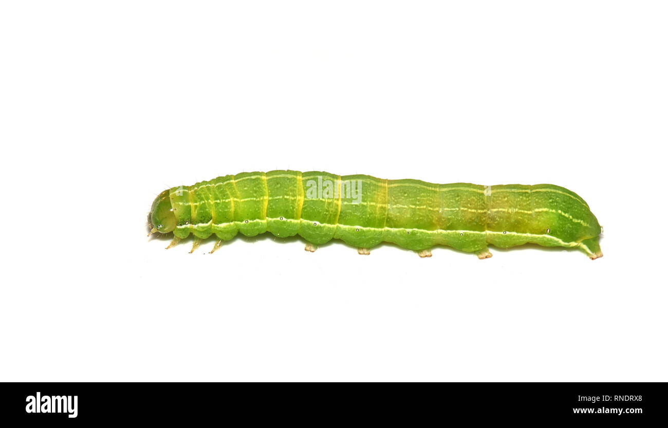 Caterpillar of Clouded Drab moth Orthosia incerta on white background Stock Photo