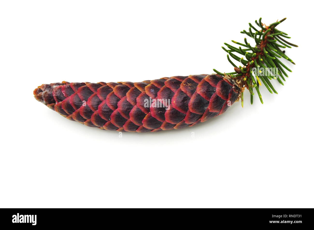 Young fir cone isolated on white background Stock Photo