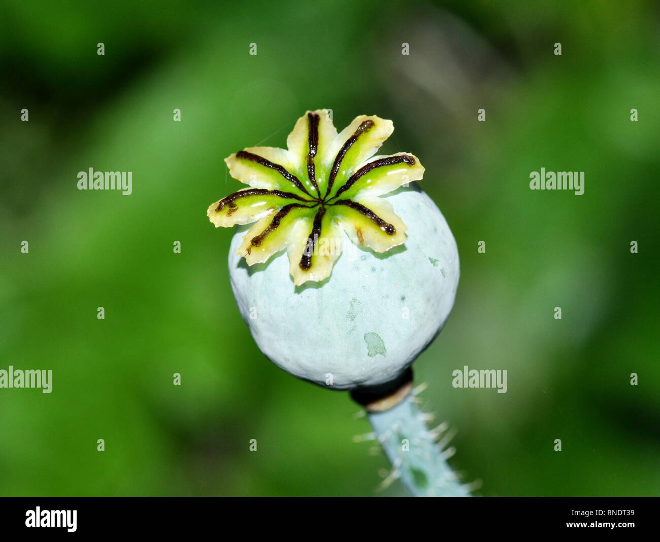 Poppy seed dispersal hires stock photography and images Alamy