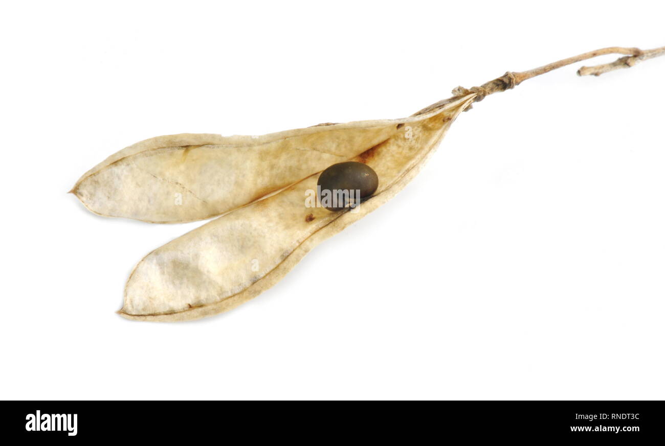 Seed from the very poisonous Golden chain tree Laburnum, anagyroides