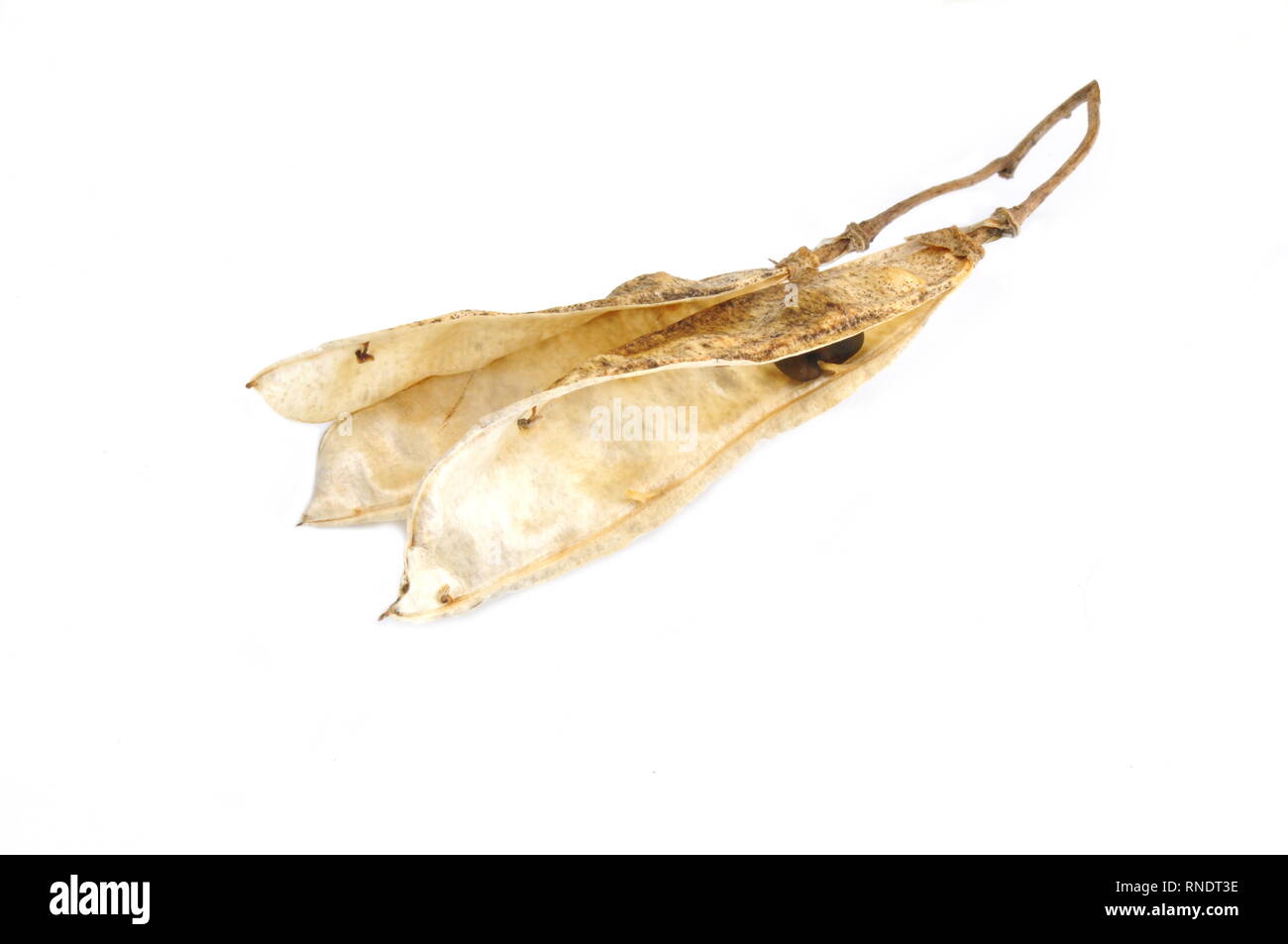 Seed from the very poisonous Golden chain tree Laburnum, anagyroides