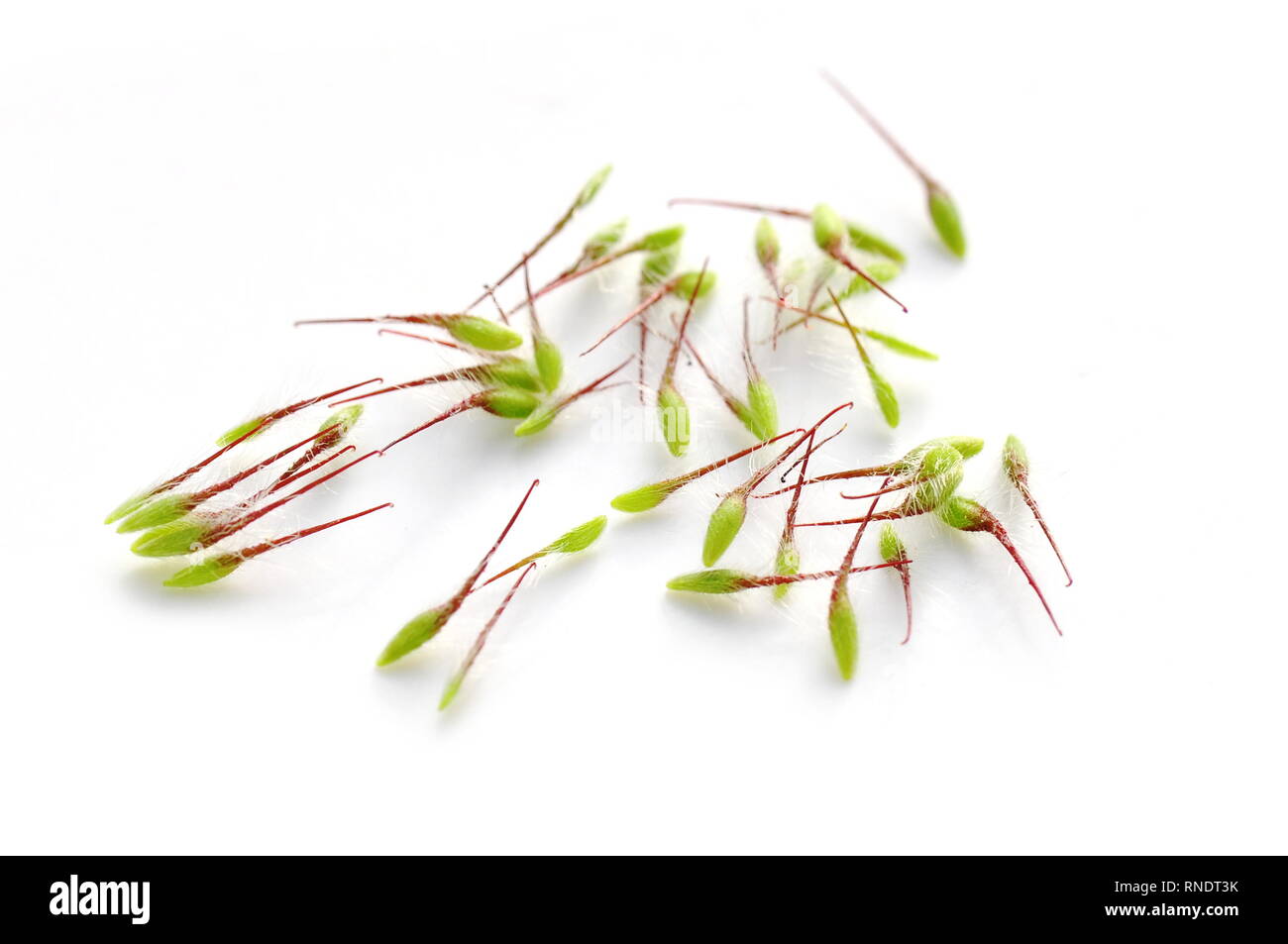 Seeds with hooks Cut Out Stock Images & Pictures Alamy