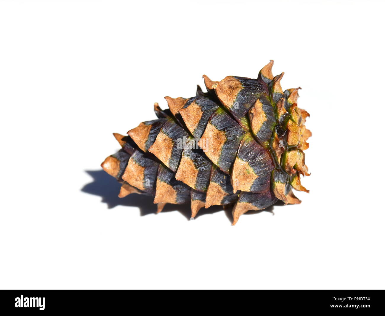 191 Mini Pine Cones Stock Photos, High-Res Pictures, and Images - Getty  Images