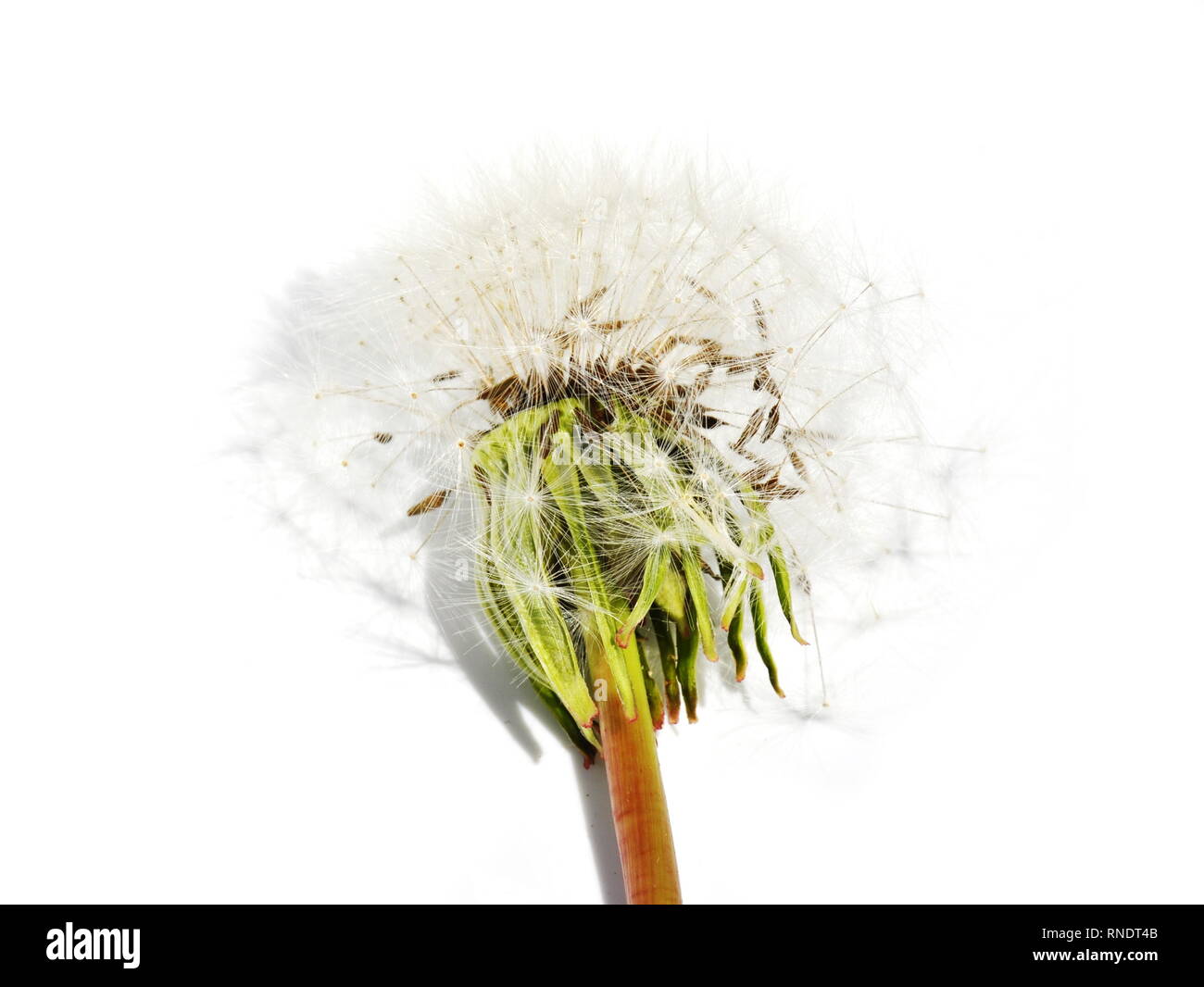 Dandelion seed on white background Stock Photo