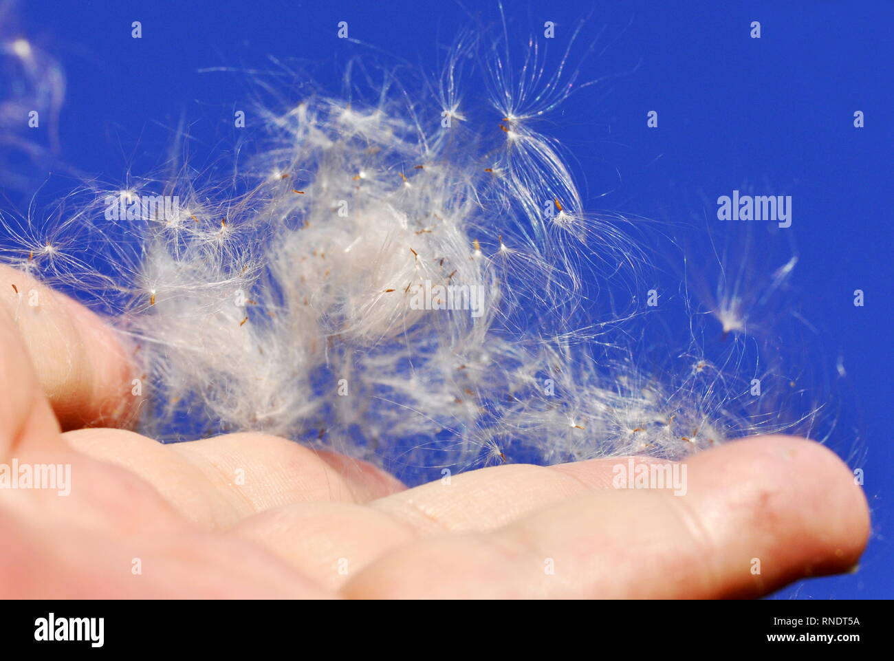 Seed from fireweed plant Chamerion angustifolium laying in a womans hand Stock Photo