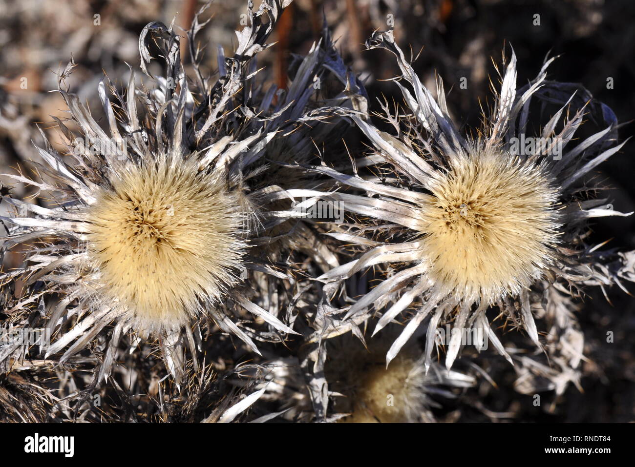 Seed from the silver thistle plant Carlina acaulis Stock Photo