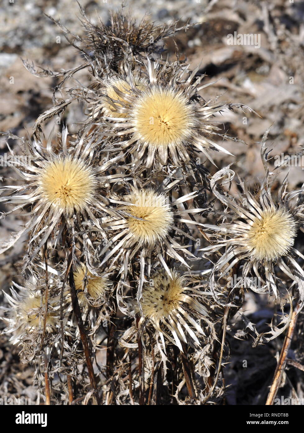 Seed from the silver thistle plant Carlina acaulis Stock Photo