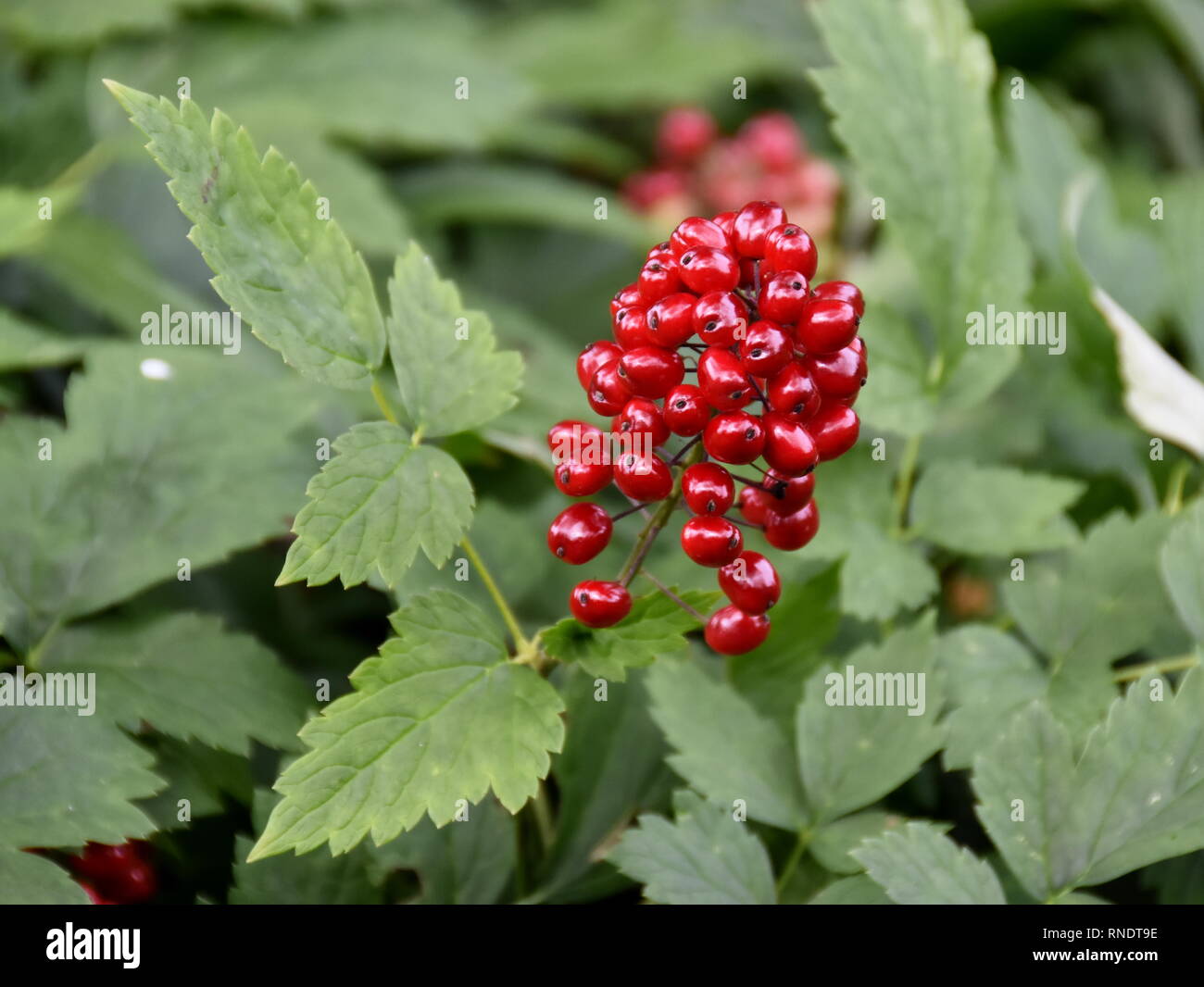The poisonous red berry from baneberry plant Actaea rubra in a forest Stock Photo