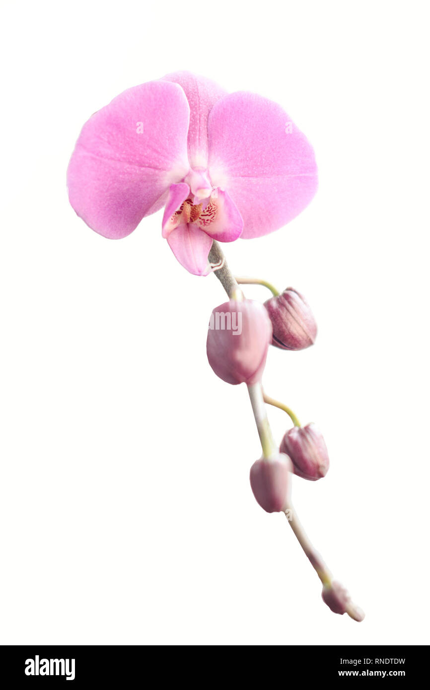 Pink garden in winter Cut Out Stock Images & Pictures - Alamy