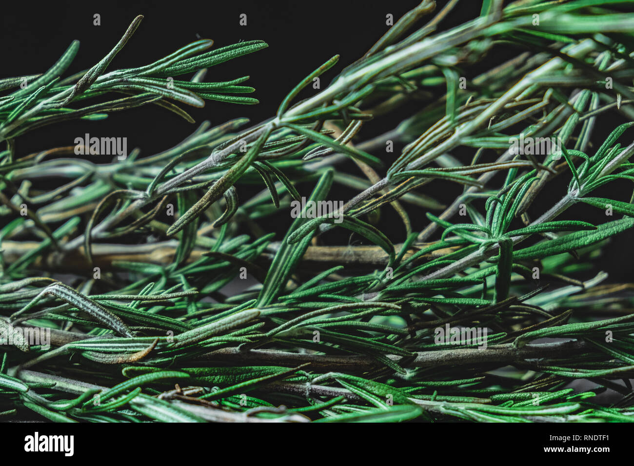 Leaves of rosemary plant in dark background. Close-up view of rosemary herb. Stock Photo