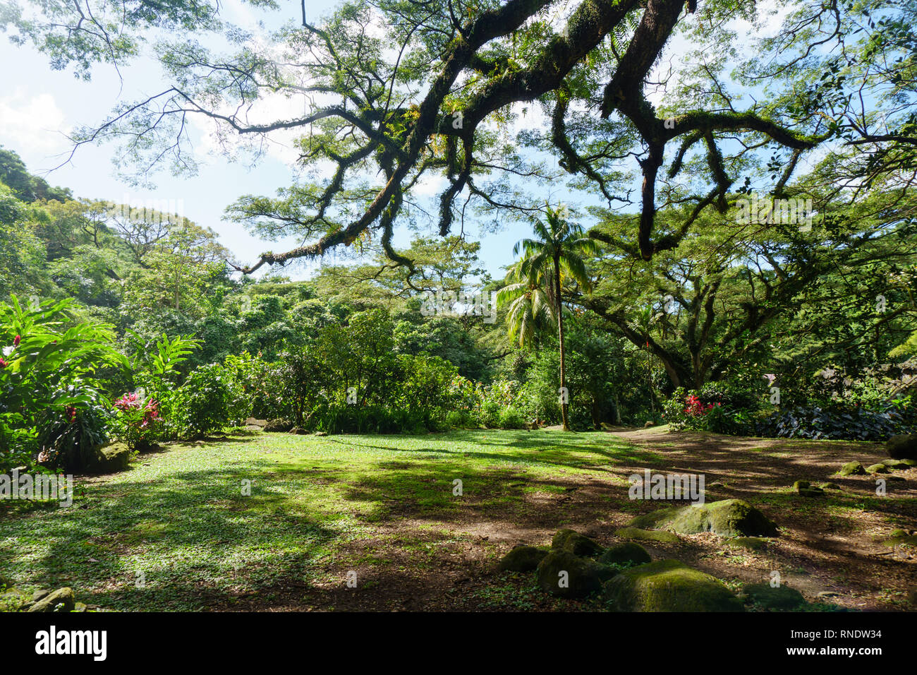 Martinique old tree in garden Stock Photo - Alamy