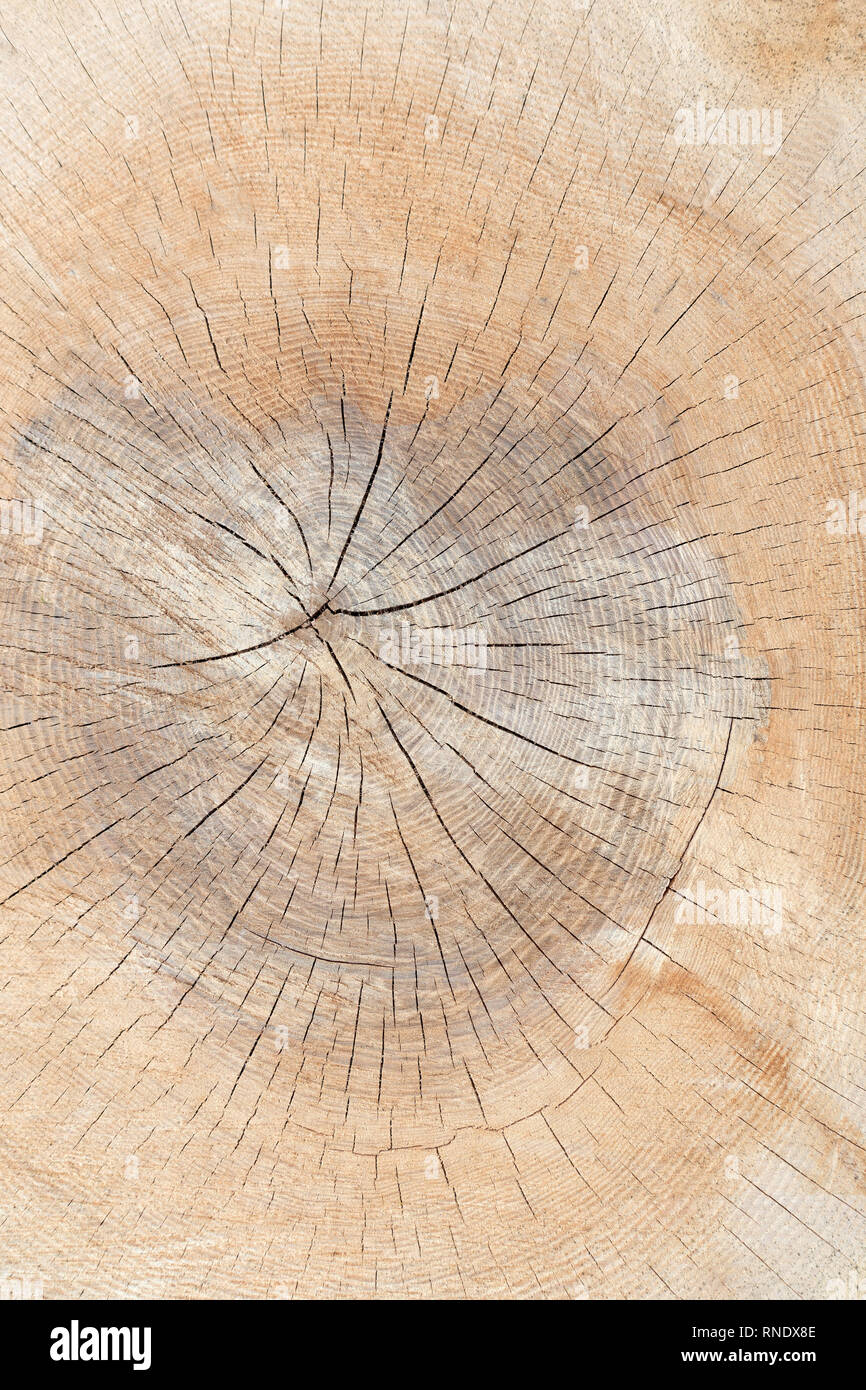 Core of a bright, cracked tree trunk Stock Photo