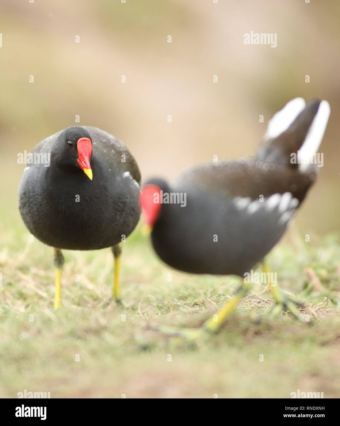 Two moorhens (Gallinula chloropus) in farmland. Displaying white tail markings. February 2019, Gloucestershire, UK Stock Photo