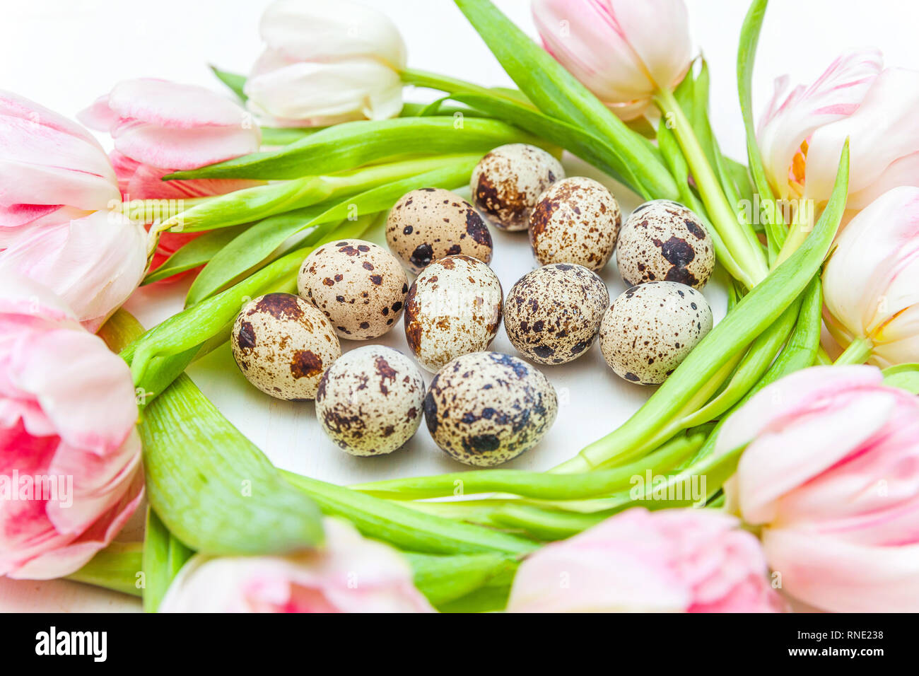 Spring greeting card. Easter eggs in nest and pink fresh tulip flowers ...