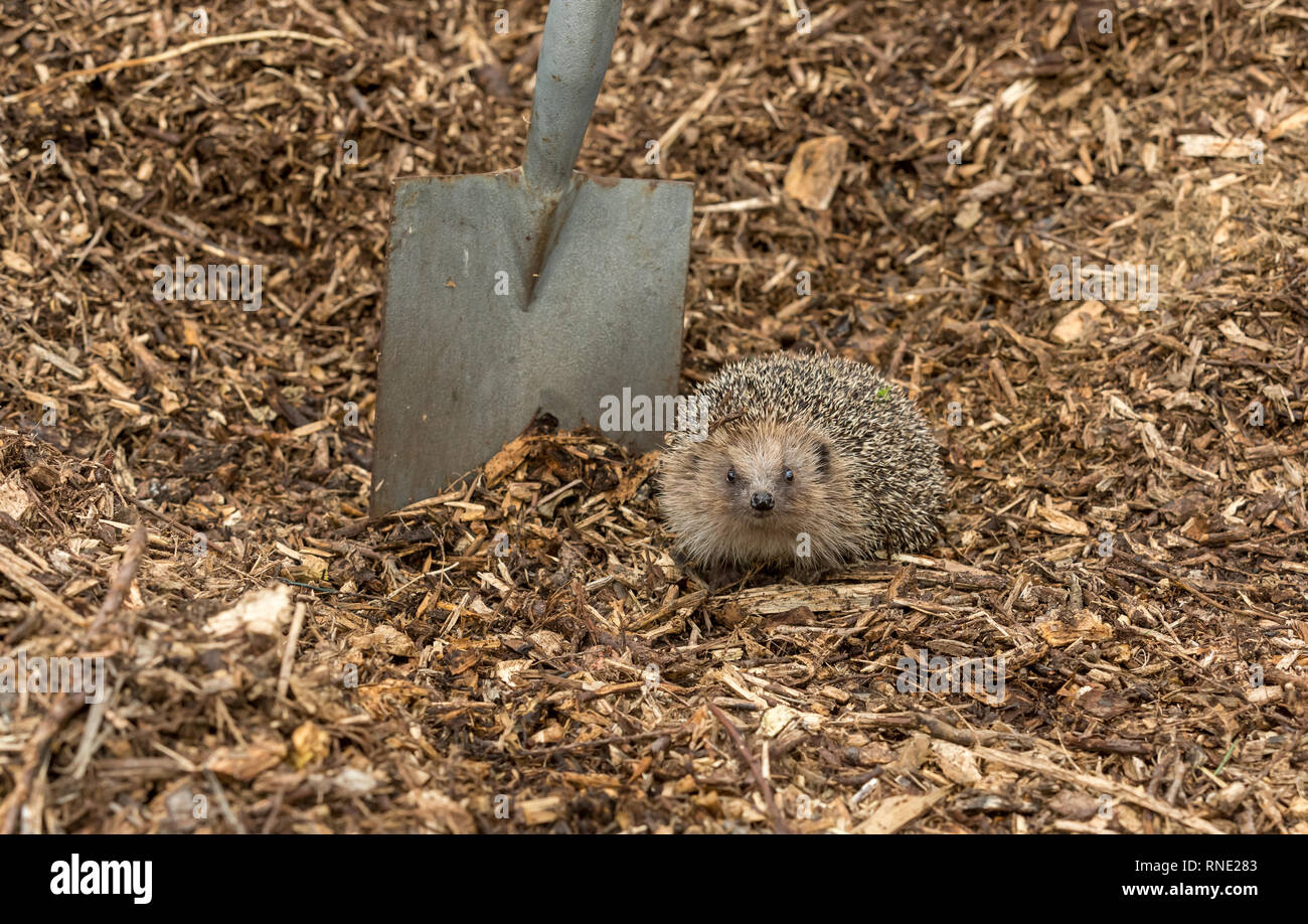 Hedgehog dangers. Wild, native, European hedgehog (Erinaceus Europaeus) in natural garden habitat on compost heap and garden spade.   Landscape Stock Photo