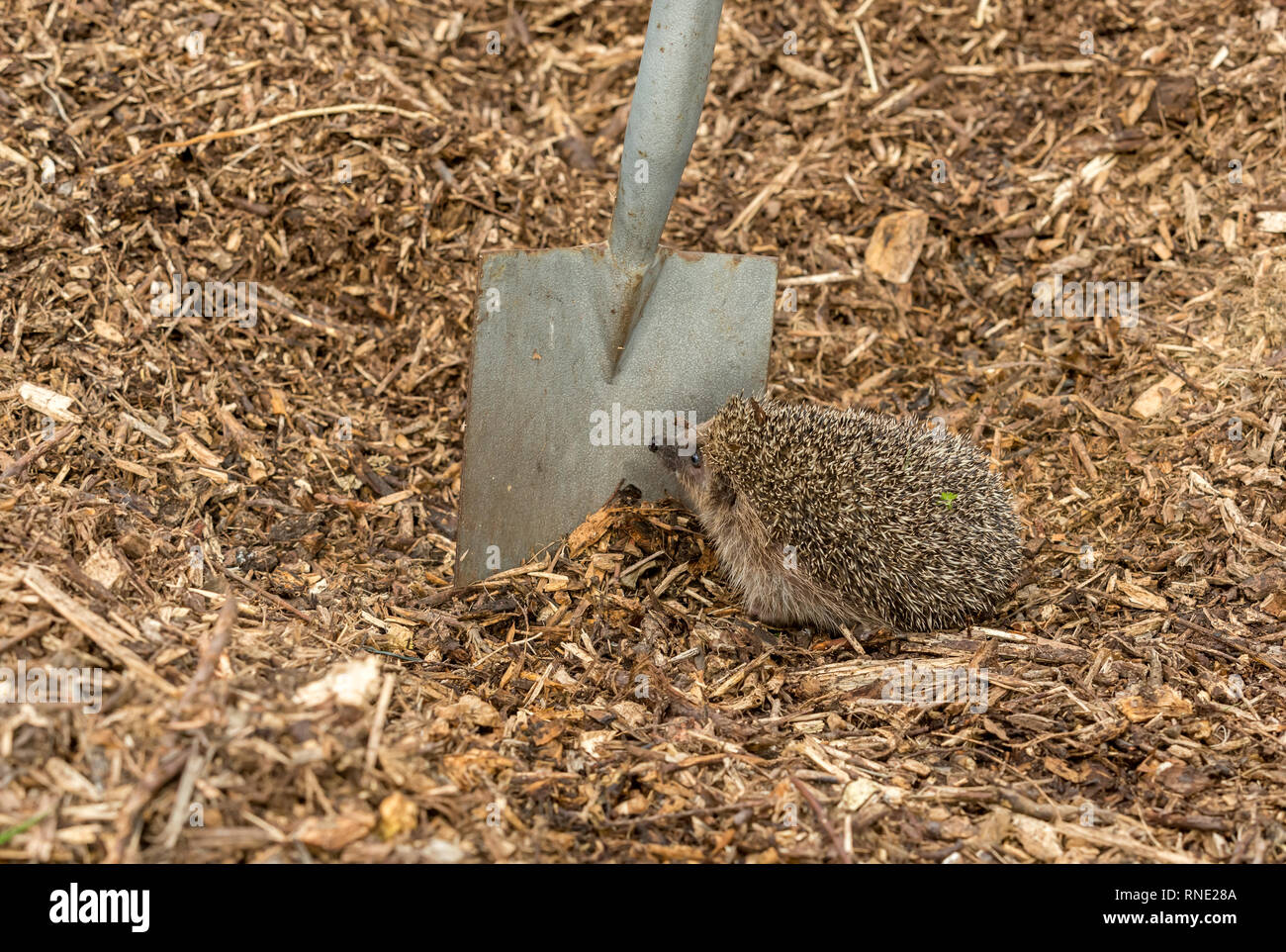 Hedgehog dangers. Wild, native, European hedgehog (Erinaceus Europaeus) in natural garden habitat on compost heap and garden spade.   Landscape Stock Photo