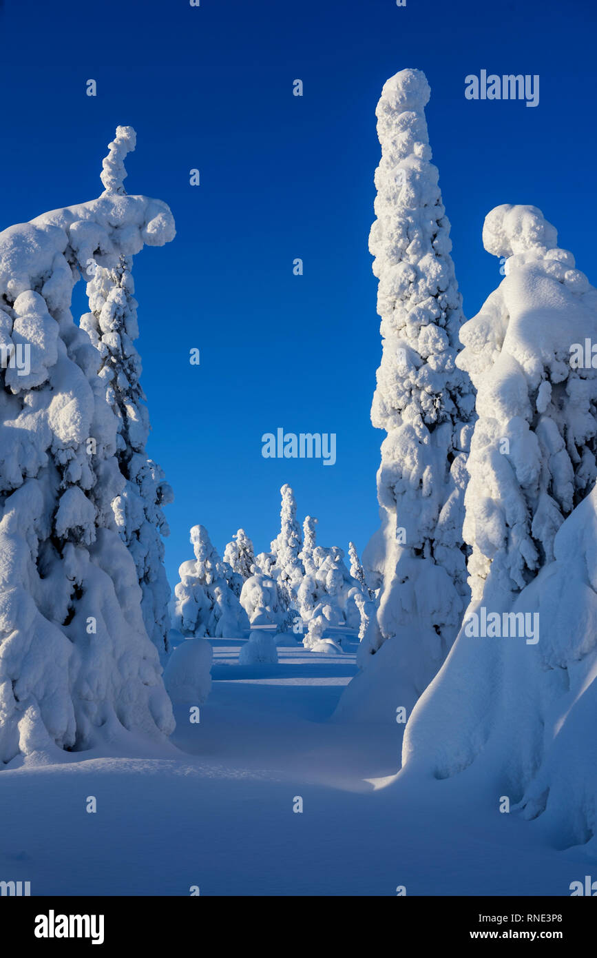 Snow and ice covered coniferous trees in lapland , Finland Stock Photo ...