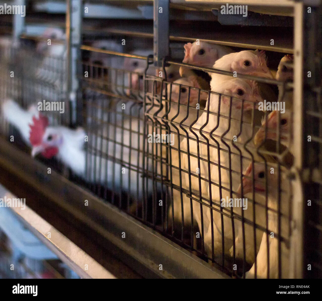 Breeding broiler chickens and chickens, broiler chickens sit behind