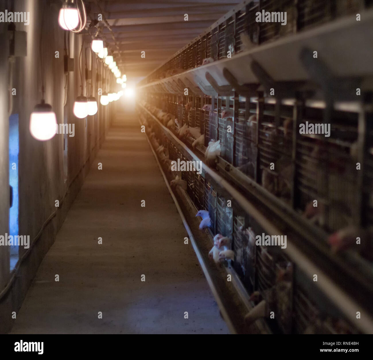 Modern chicken coop in which broiler chickens are bred for consumption