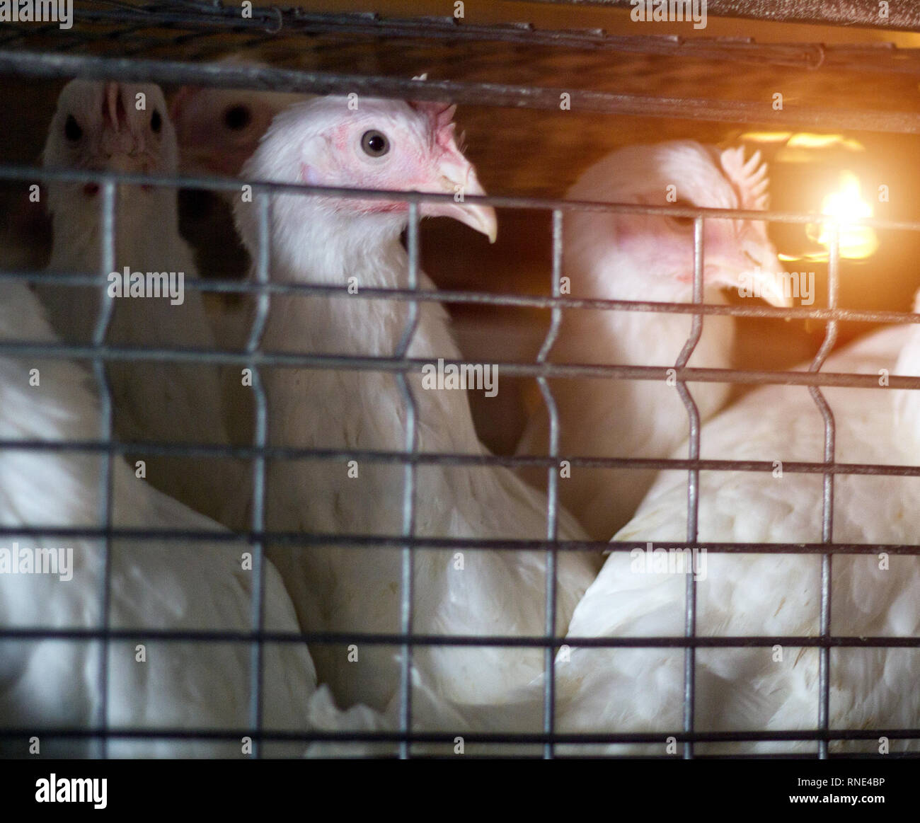 A young broiler chicken sits in an openair cage on a poultry farm