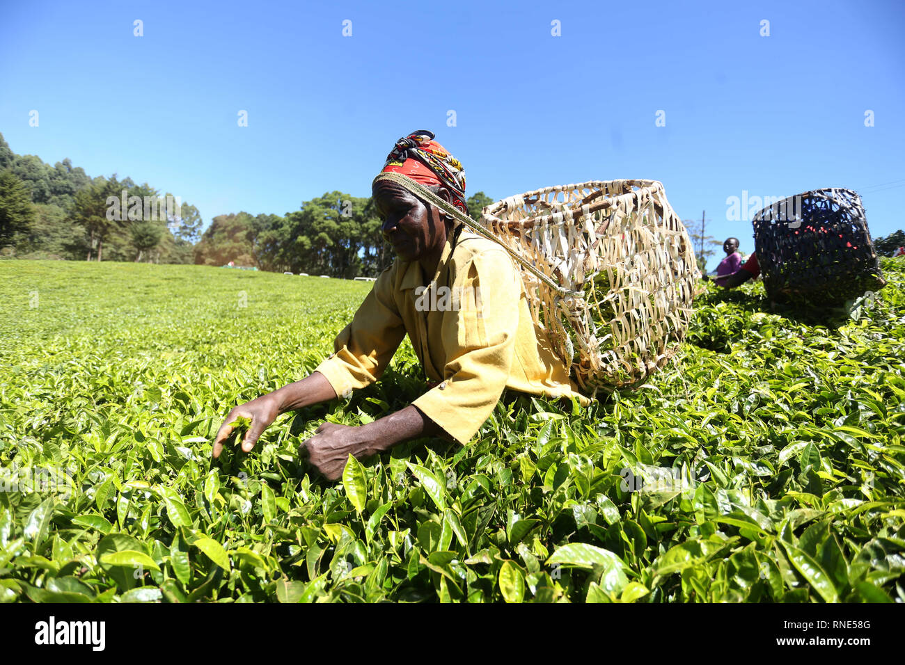 Best Tea Kenya