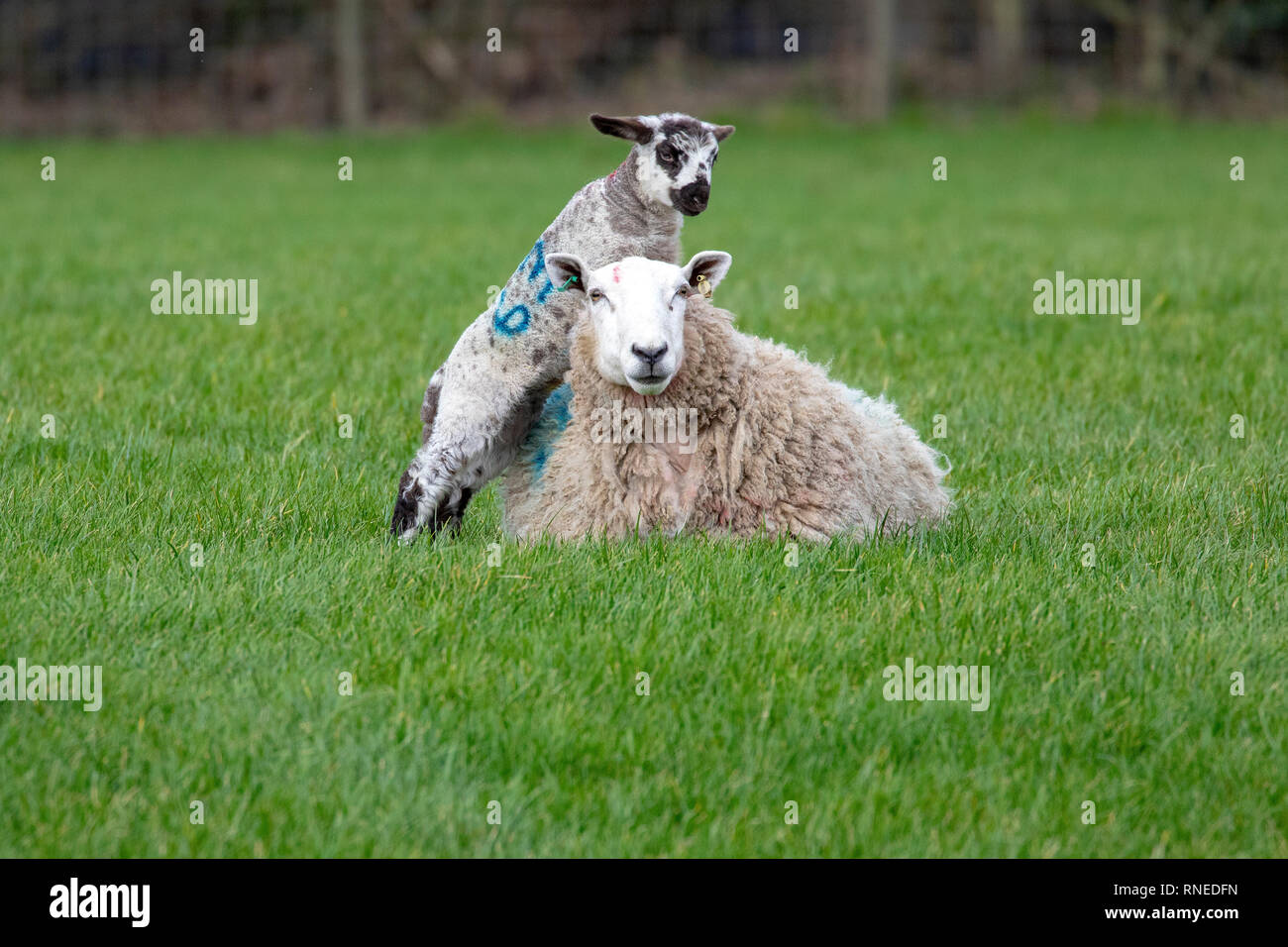 Flintshire, North, UK. 19th Feb, 2019. UK Weather: Cool conditions in the foothills of rural Flintshire as these new born lamb discovered in the village of Lixwm playing on top of its mother Credit: DGDImages/Alamy Live News Stock Photo