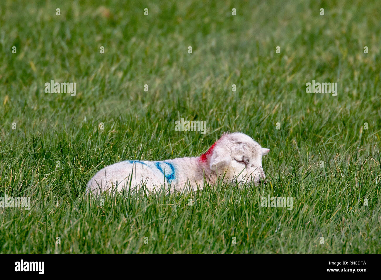 Flintshire, North, UK. 19th Feb, 2019. UK Weather: Cool conditions in the foothills of rural Flintshire as these new born lambs discovered in the village of Lixwm Credit: DGDImages/Alamy Live News Stock Photo