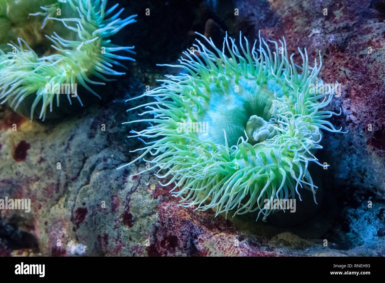 Tidepool anemone hi-res stock photography and images - Alamy