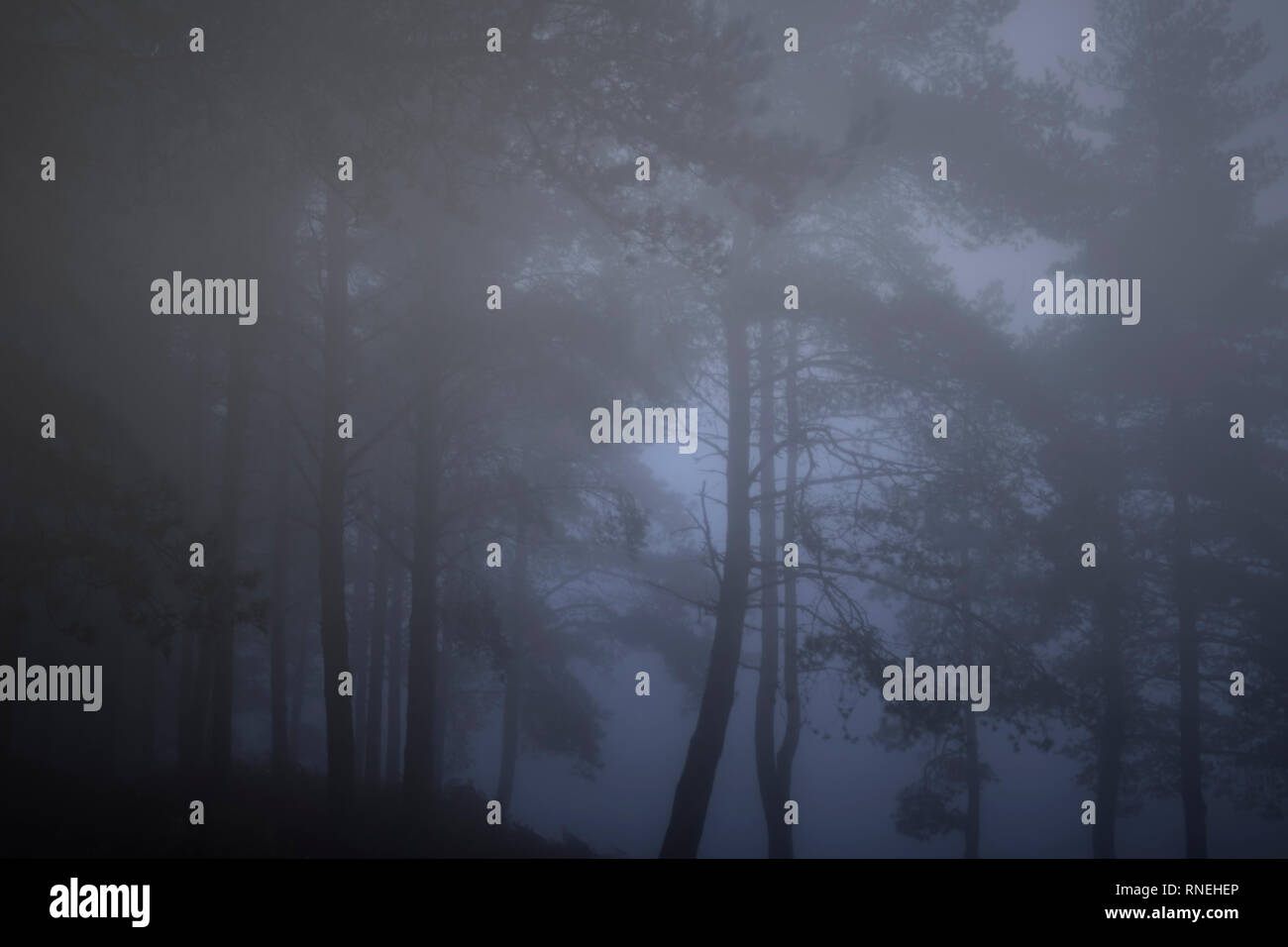 Misty autumn pine forest dusk hi-res stock photography and images - Alamy