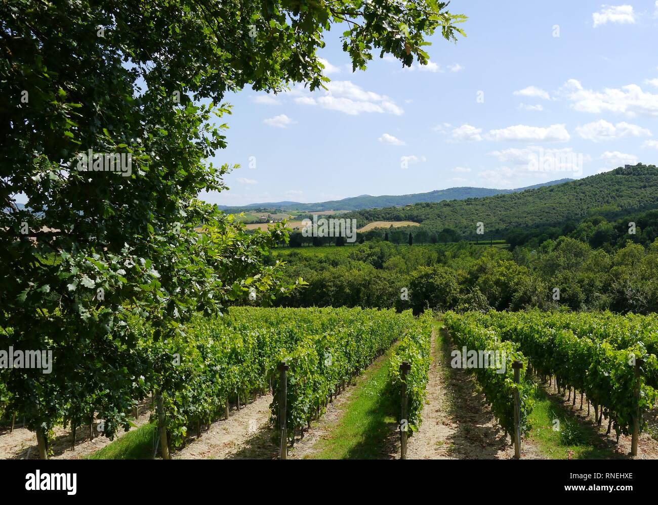Rows of grape vines at a Umbrian Vineyard, Umbria, Italy Stock Photo