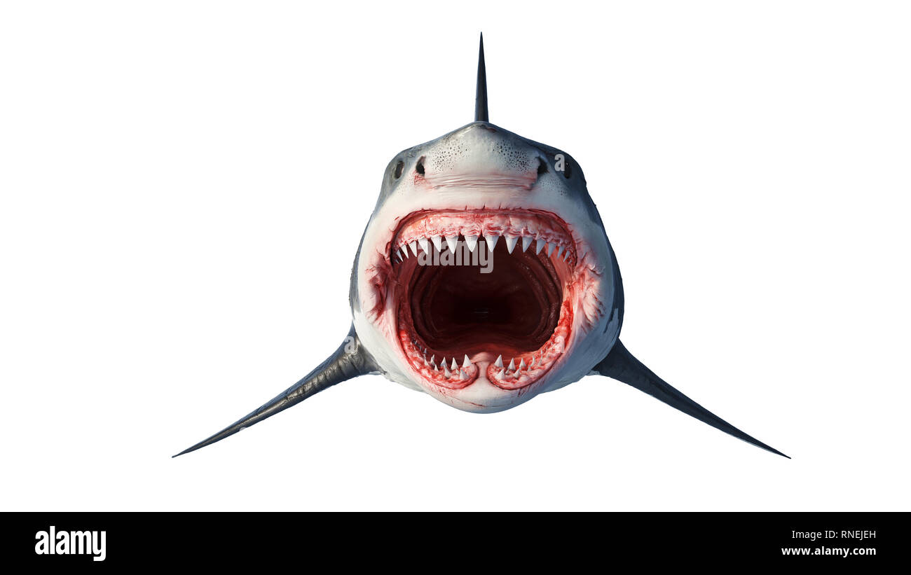 White shark marine big predator, front view. 3D rendering Stock Photo
