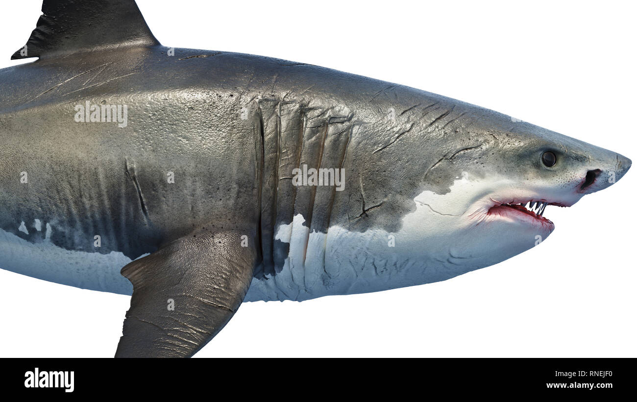 Great white shark side view hi-res stock photography and images - Alamy