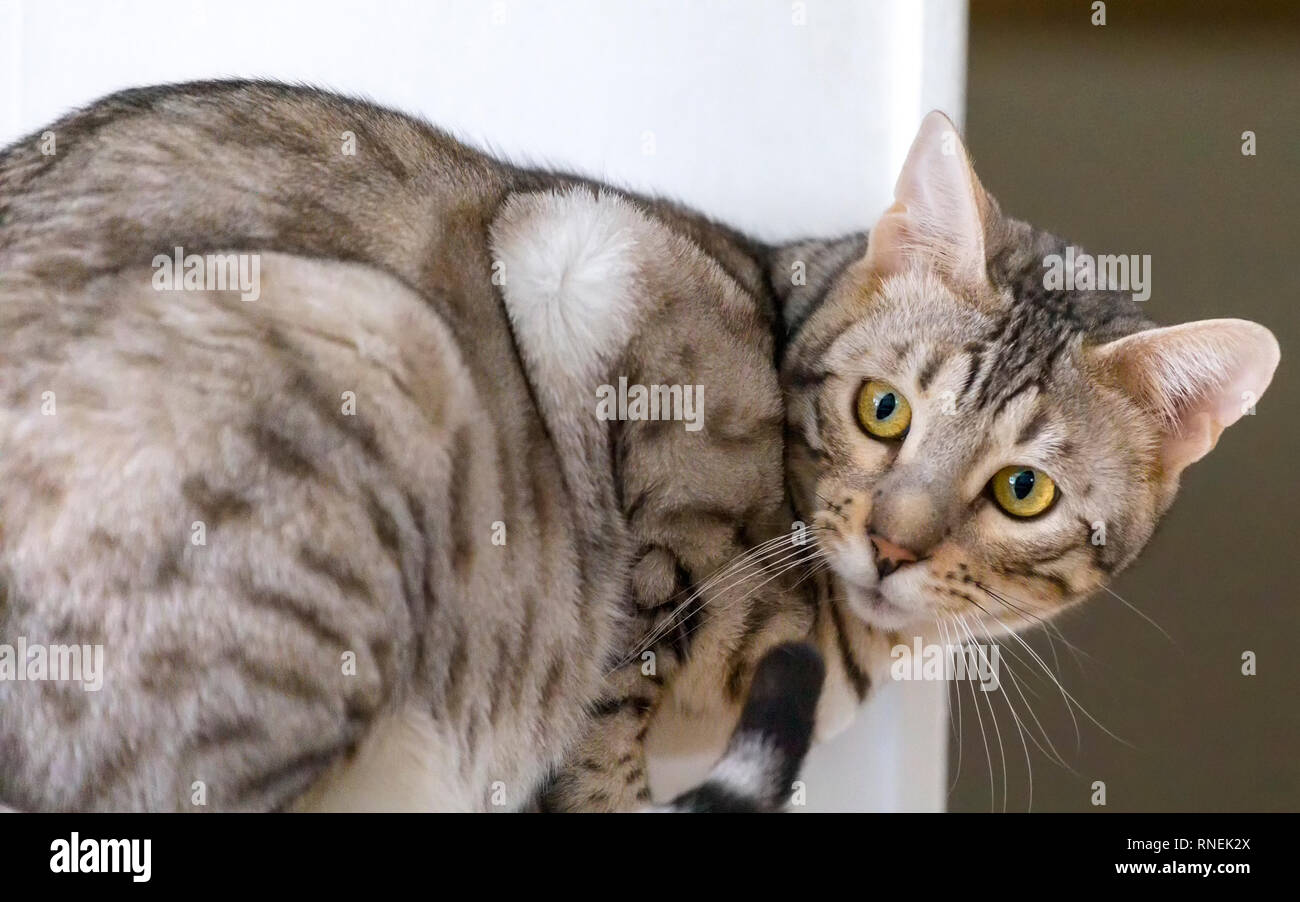 Young male Bengal cat portrait indoors looking behind his back Stock Photo