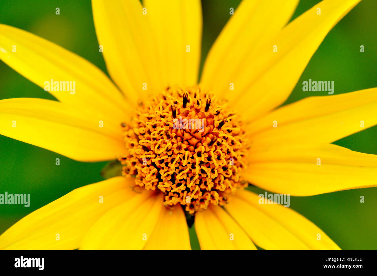 Closeup on yellow Ox eye daisy flower Stock Photo