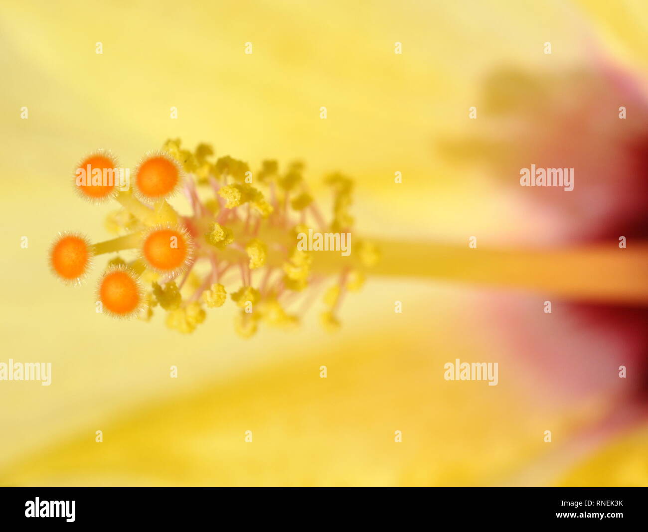 Closeup on the reproductive parts of a yellow hibiscus flower Stock