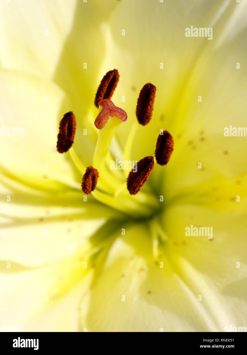 Closeup on the reproductive parts of a yellow lily Stock Photo