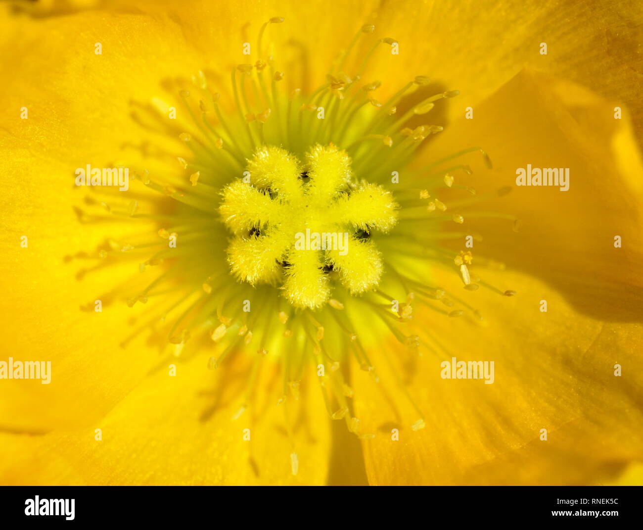 Closeup on yellow iceland poppy flower Papaver nudicaule Stock Photo