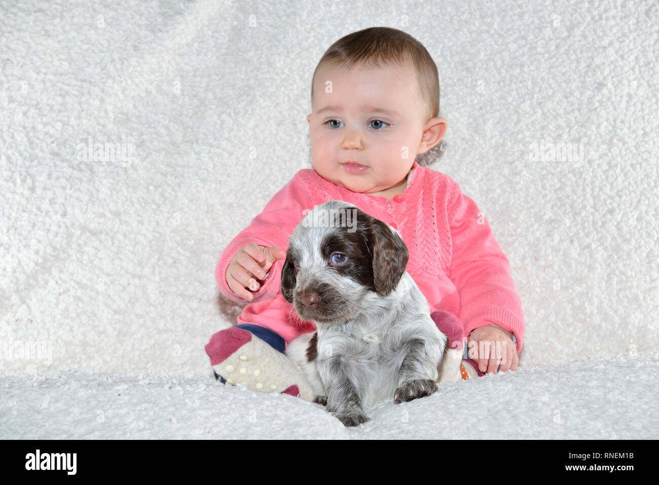 7 month baby girl with young sprocker spaniel puppy dog Stock Photo