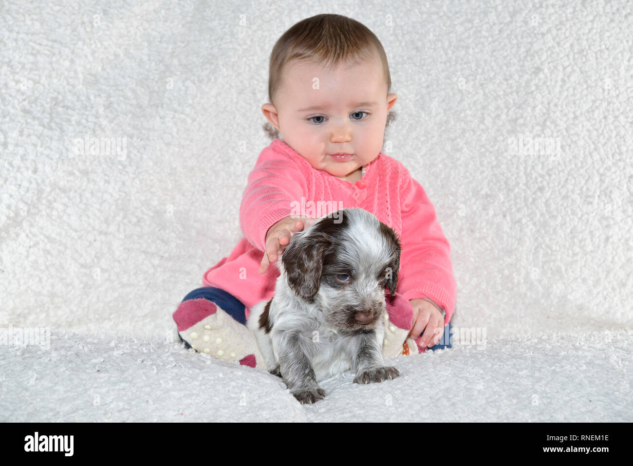 7 month baby girl with young sprocker spaniel puppy dog Stock Photo