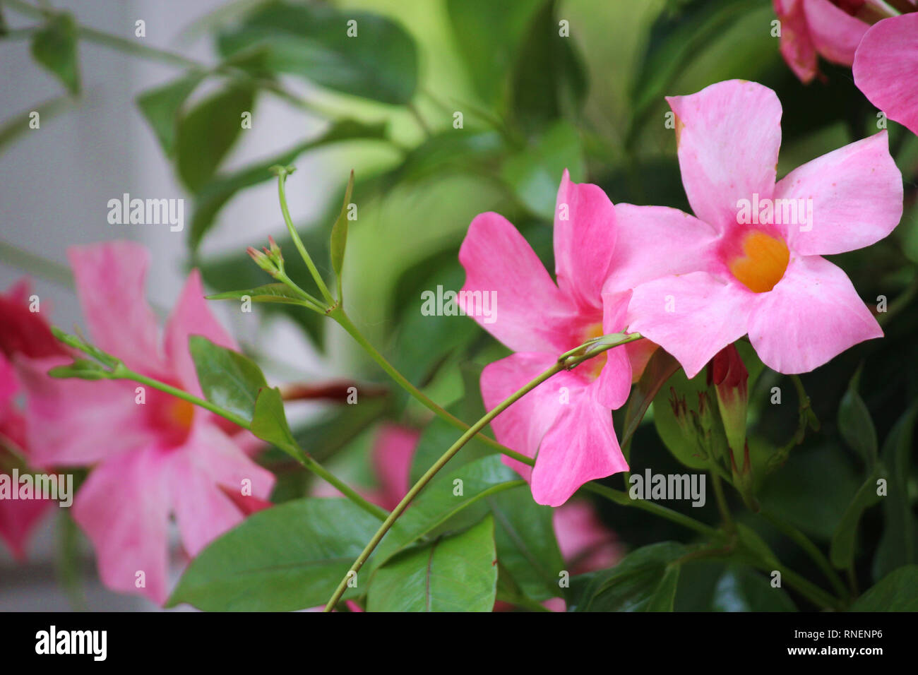 Mandevilla flowers hires stock photography and images Alamy