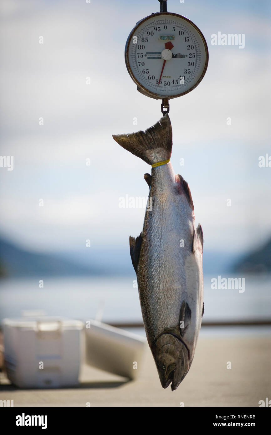 Fish to be weighed hi-res stock photography and images - Page 2 - Alamy